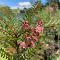 Sorbus khumbuensis SCH2341 